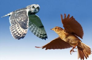 Кто Вы: жаворонок, сова или голубь?